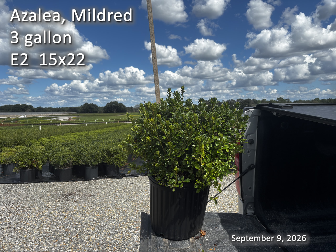 gallery/mild3 e2 sept9.jpg